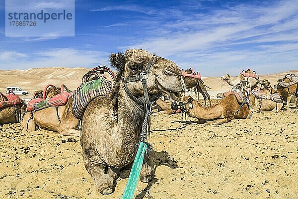 Kamele als Reittiere rasten in der Negev-Wüste  Israel  Asien