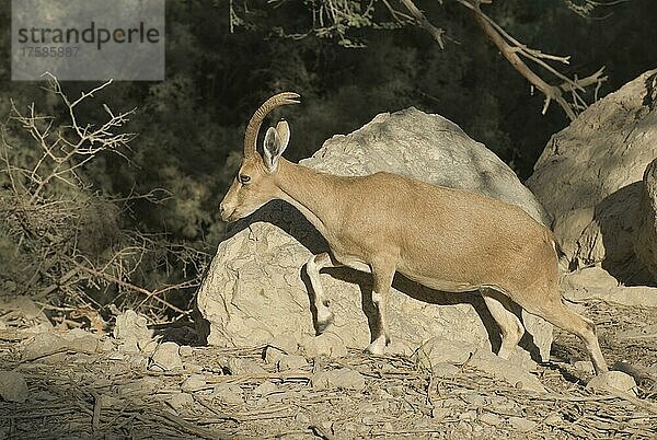 Syrischer Steinbock (Capra nubiana) oder Nubischer Steinbock  Naturreservat En Gedi  Israel  Asien