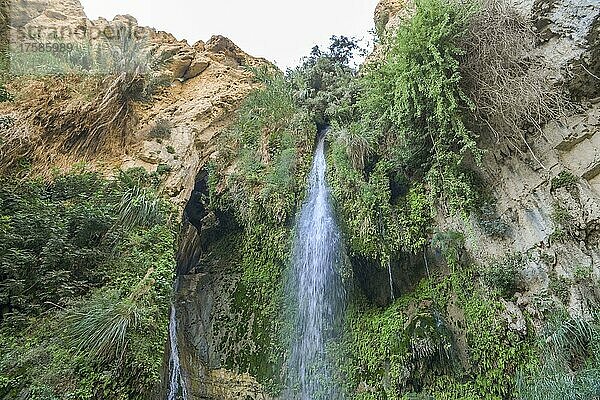 Davids Wasserfall  Wadi David  Naturreservat Ein Gedi  Israel  Asien