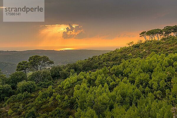 Wald  Sonnenuntergang  Nationalpark  Karmel Gebirge  Israel  Asien