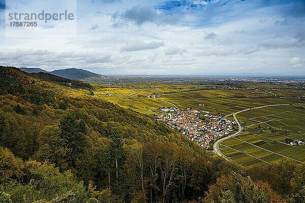 Herbstlich verfärbter Wald und Weinberge  Burrweiler  bei Landau  Pfalz  Pfälzer Wald  Rheinland-Pfalz  Deutschland  Europa