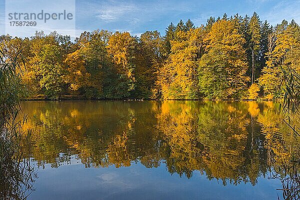 Herbstmorgen am Thalsee bei Graz  Region Steiermark  Österreich  Europa