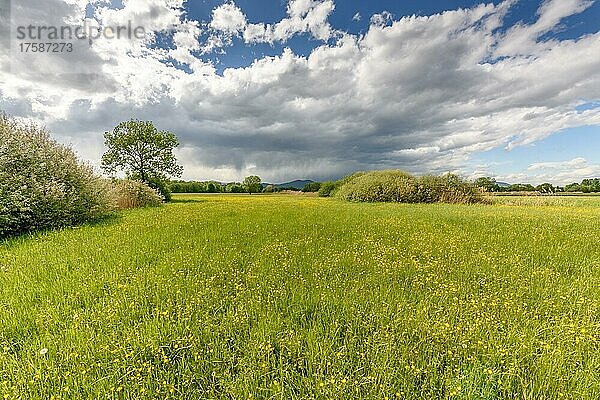 Wiese im Frühling  Frankreich  Europa