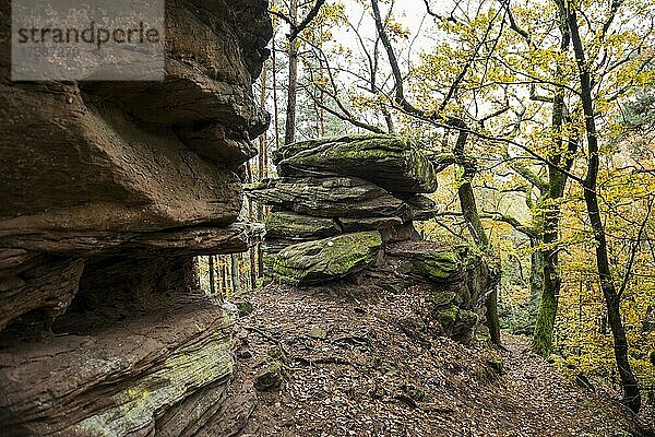 Herbstlich verfärbter Wald und Sandsteinfelsen  Rehbergturm  Annweiler  Pfälzer Wald  Rheinland-Pfalz  Deutschland  Europa