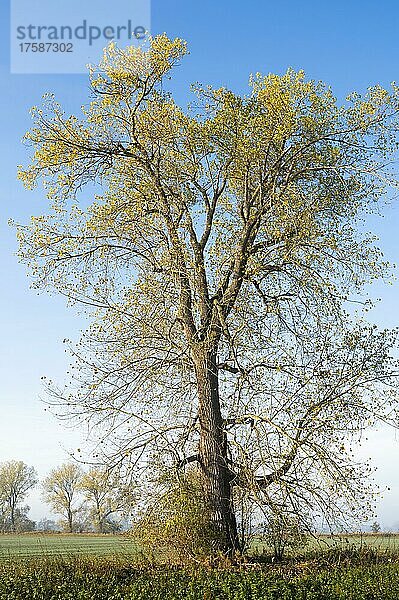 Pappel (Populus) im Herbst mit gelb verfärbten Blättern  Thüringen  Deutschland  Europa