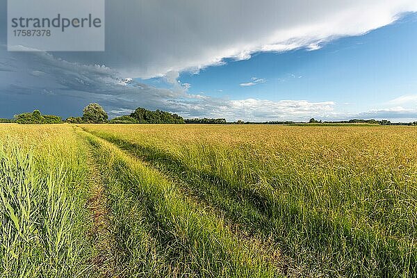 Großes Gewitter über einer sumpfigen Wiese im Frühling  Elsass  Frankreich  Europa