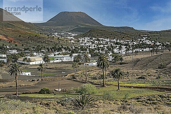 Haria  Tal der 1000 Palmen  Lanzarote  kanarische Inseln  Kanaren  Spanien  Europa