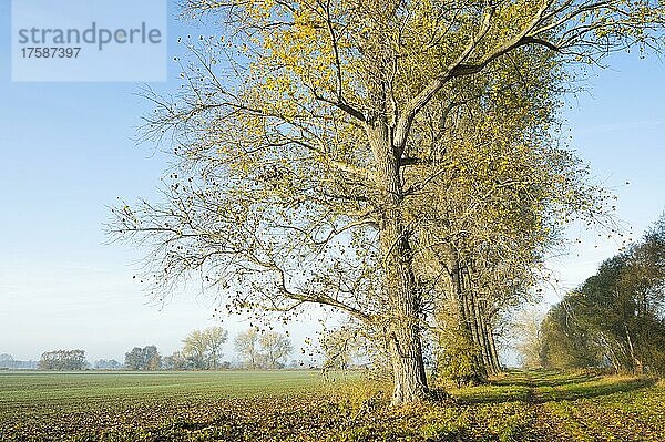 Pappeln (Populus) im Herbst mit gelb verfärbten Blättern  Thüringen  Deutschland  Europa