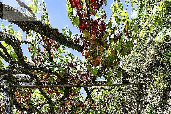 Weintraubenblätter  Dorf Sistelo  Peneda Geres  Minho  Portugal  Europa