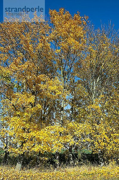 Spitzahorn (Acer platanoides)  Baumgruppe  Blätter im Herbst gelb verfärbt  Thüringen  Deutschland  Europa