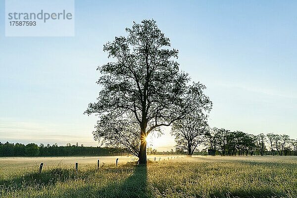 Schwarz-Erle (Alnus glutinosa) steht in einer Wiese an einem Weidezaun  im Gegenlicht mit Sonnenstern  Naturschutzgebiet Barnbruchswiesen und Ilkerbruch  Niedersachsen  Deutschland  Europa