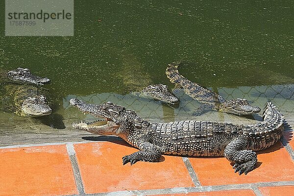 Leistenkrokodile (Crocodylus porosus) in einer Krokodilfarm  Can Sau  Vietnam  Asien