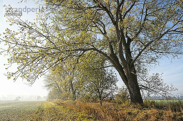 Pappel (Populus) im Herbst mit gelb verfärbten Blättern  Thüringen  Deutschland  Europa