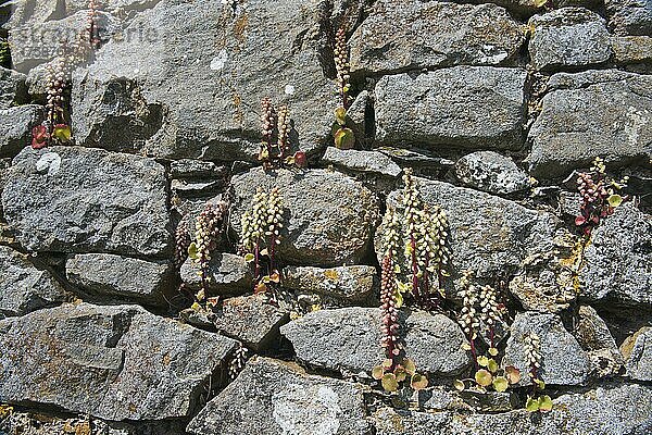 Nabelkraut (Umbilicus rupestris)  an einer Mauer  Wales  Großbritannien  Europa