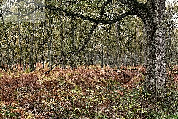Wald mit Farnkraut im Herbst  Bottrop  Ruhrgebiet  Nordrhein-Westfalen  Deutschland  Europa