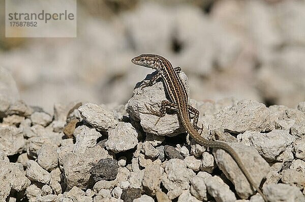 Mauereidechse (Podarcis muralis)  Santorin  Griechenland  Europa