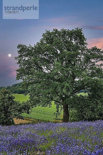 Baum vor Abendhimmel  Lavendelblüte  Lavendelfelder Fromhausen  Detmold  Ostwestfalen-Lippe  Teutoburger Wald  Nordrhein-Westfalen  Deutschland  Europa