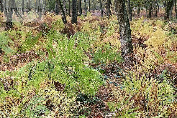 Wald mit Farnkraut im Herbst  Bottrop  Ruhrgebiet  Nordrhein-Westfalen  Deutschland  Europa