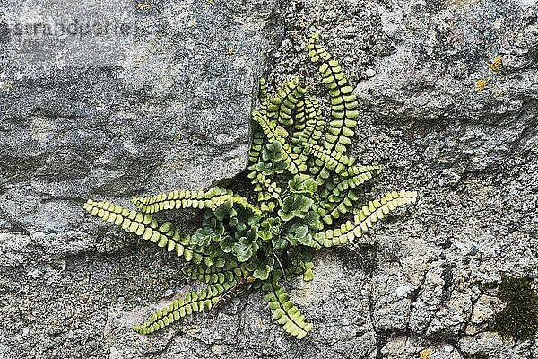 Braunstieliger Streifenfarn (Asplenium trichomanes) an einer Mauer  Tenby  Wales  Großbritannien  Europa