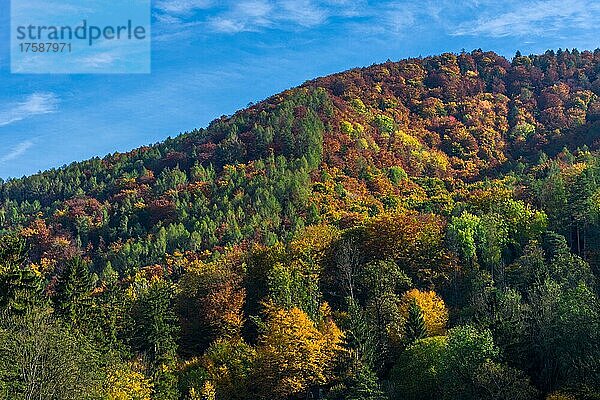 Hügel mit bunten Bäumen und strahlend blauem Himmel  im Herbst  Region Steiermark  Österreich  Europa