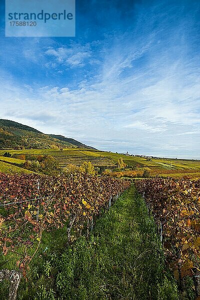 Herbstlich verfärbter Wald und Weinberge  Burrweiler  bei Landau  Pfalz  Pfälzer Wald  Rheinland-Pfalz  Deutschland  Europa