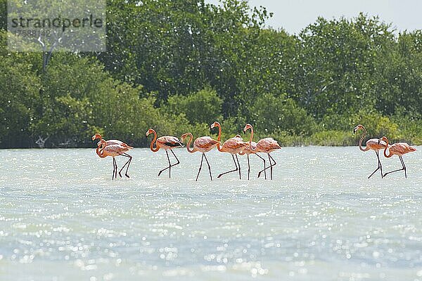 Kuba-Flamingos (Phoenicopterus ruber)  Rio Lagardo  Yucatan  Mexiko  Mittelamerika