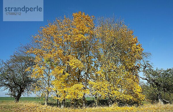 Spitzahorn (Acer platanoides)  Baumgruppe  Blätter im Herbst gelb verfärbt  Thüringen  Deutschland  Europa