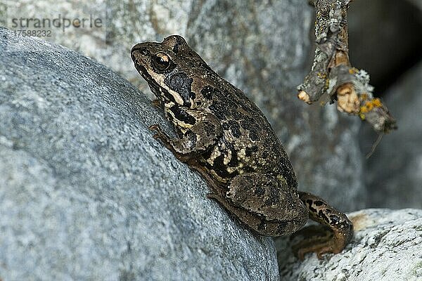 Grasfrosch (Rana temporaria)  Jungtier  Engadin  Kanton Graubünden  Schweiz  Europa