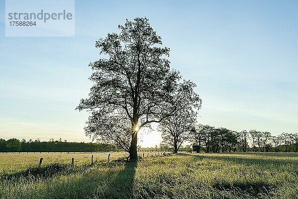 Schwarz-Erle (Alnus glutinosa) steht in einer Wiese an einem Weidezaun  im Gegenlicht mit Sonnenstern  Naturschutzgebiet Barnbruchswiesen und Ilkerbruch  Niedersachsen  Deutschland  Europa