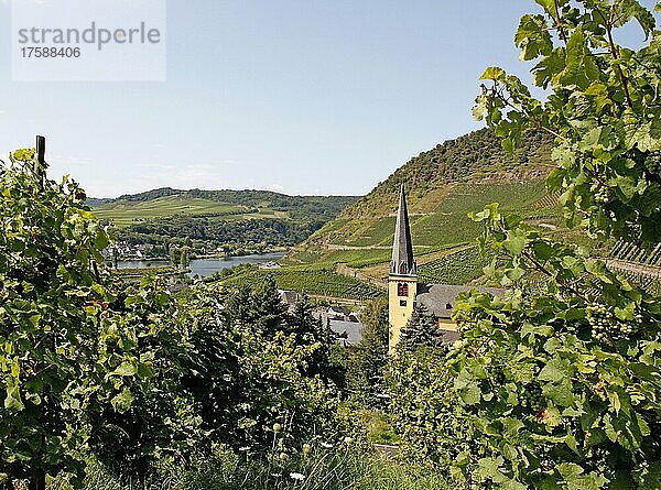 Senheim bei Cochem Mosel St. Katharina Weinberge Hunsrück   Rheinland-Pfalz  Deutschland  Europa