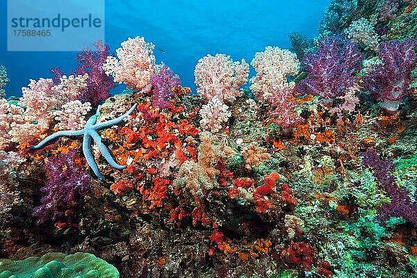 Lebendiges Korallenriff mit farbige Weichkorallen (Dendronephthya)  links Blauer Seestern (Linckia laevigata)  Riff Hin Muang  Andamanensee  Thailand  Asien
