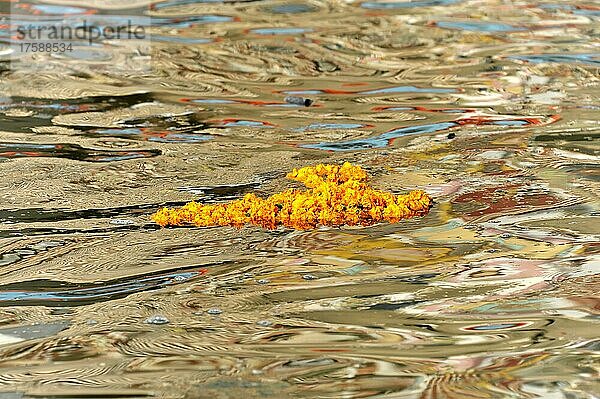 Blumenschmuck im Ganges  Varanasi  Benares  Uttar Pradesh  Indien  Asien