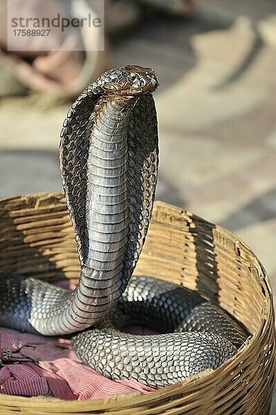 Kobra von Schlangenbeschwörer  Palast der Winde  Jaipur  Rajasthan  Nordindien