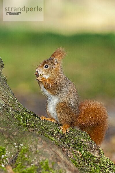 Eichhörnchen (Sciurus vulgaris) sitzt auf Baumstamm  beim fressen einer Nuss  Baden-Württemberg
