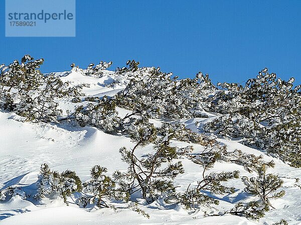 Eingeschneite Bergkiefer (Pinus mugo)  Krippenstein  Salzkammergut  Oberösterreich  Österreich  Europa