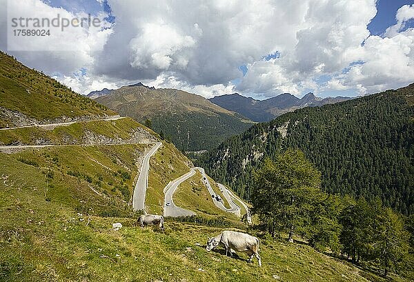 Kühe auf der Weide bei der Timmelsjoch Hochalpenstraße  Passo del Rombo  Passstraße zwischen Tirol und Südtirol  Ötztaler Alpen  Passeiertal  Naturpark Texelgruppe  Südtirol  Italien  Europa
