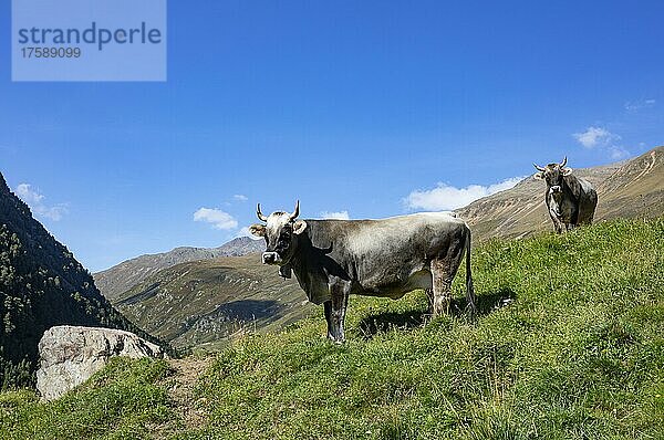 Kühe auf der Almweide im Rofental  Rofental  Vent  Venter Tal  Gemeinde Sölden  Ötztaler Alpen  Tirol  Österreich  Europa