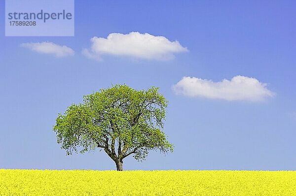 Birnbaum (Pyrus communis) Frühling  Rapsfeld  Wolken  Baden-Württemberg  Deutschland  Europa