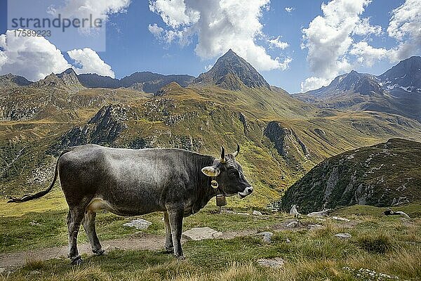 Almwirtschaft  Kühe auf der Hochalm im hinteren Passeiertal  Naturpark Texelgruppe  Ötztaler Alpen  Südtirol  Italien  Europa