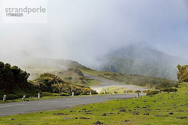 Straße und Landschaft mit Ginster auf der kargen Hochebene von Paul da Serra  Madeira  Portugal  Europa