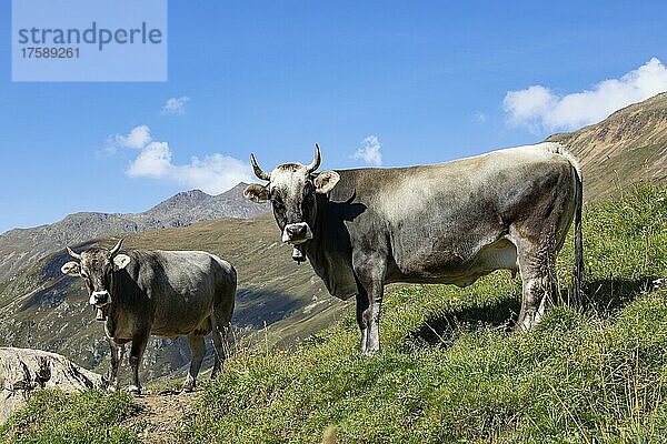 Kühe auf der Almweide im Rofental  Rofental  Vent  Venter Tal  Gemeinde Sölden  Ötztaler Alpen  Tirol  Österreich  Europa