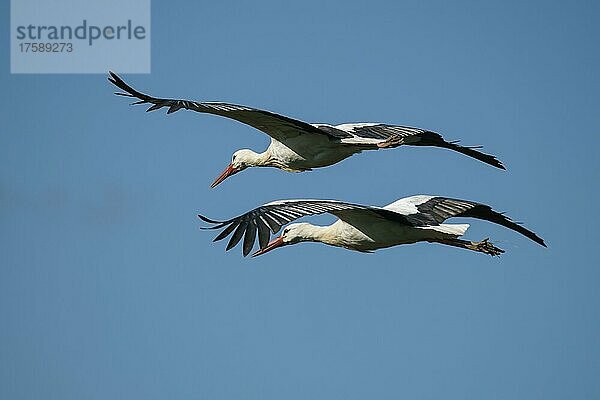 Weißstorch (Ciconia ciconia)  zwei Störche fliegen  wildlife  Deutschland  Europa