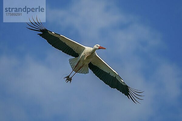 Weißstorch (Ciconia ciconia)  fliegt  wildlife  Deutschland  Europa