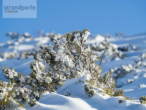 Eingeschneite Bergkiefer (Pinus mugo)  Krippenstein  Salzkammergut  Oberösterreich  Österreich  Europa