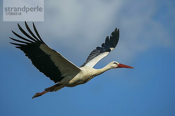 Weißstorch (Ciconia ciconia)  fliegt  wildlife  Deutschland  Europa