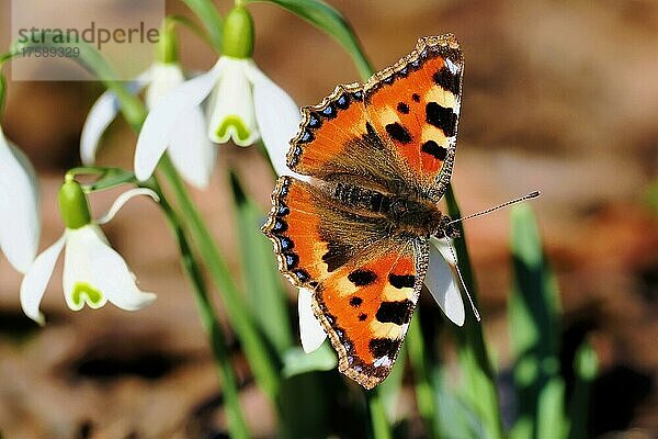 Kleiner Fuchs (Aglais urticae)  Schmetterling  sitzt auf Blüte des Schneeglöckchen (Galanthus nivalis)  Hessen  Deutschland  Europa