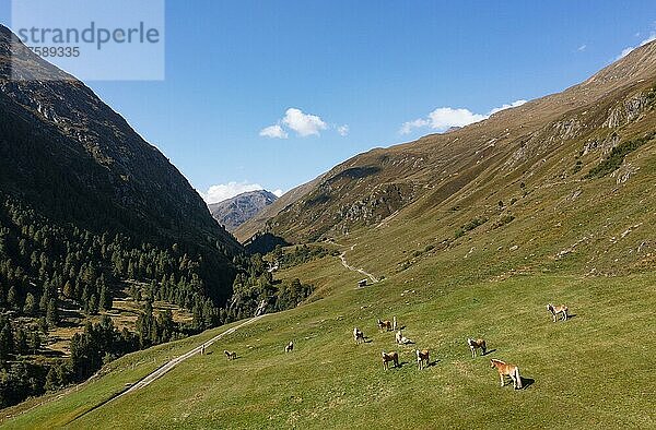 Haflinger auf der Almweide im Rofental  Vent  Venter Tal  Gemeinde Sölden  Ötztaler Alpen  Tirol  Österreich  Europa