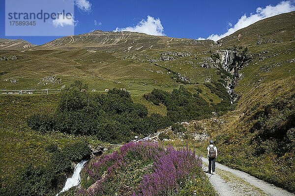 Wanderer wandern auf den Almweiden im Rofental  Vent  Venter Tal  Gemeinde Sölden  Ötztaler Alpen  Tirol  Österreich  Europa