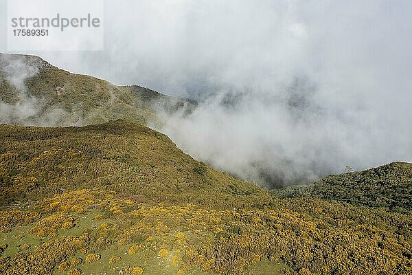 Schlucht mit Nebel und Ginster auf der kargen Hochebene von Paul da Serra  Madeira  Portugal  Europa