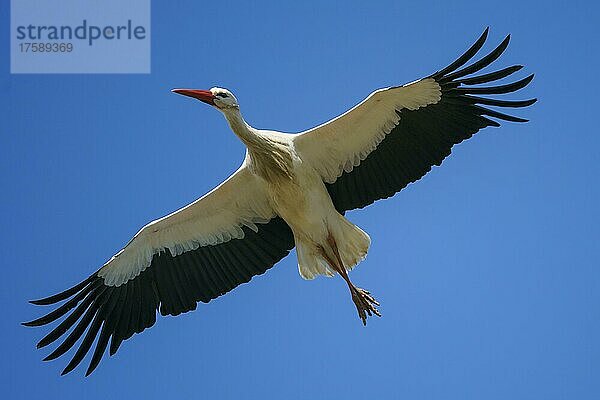 Weißstorch (Ciconia ciconia)  fliegt  wildlife  Deutschland  Europa